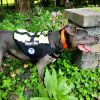 Roxie photo 3