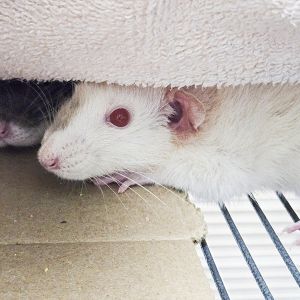 Snow -- Bonded Buddy With Mask, Young Female unknown