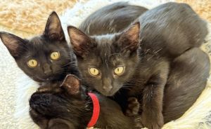 Ricky & Night Night - chaotic sibling duo Bombay Cat