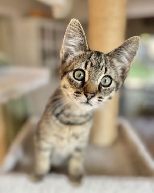 Born in April Kitzel is a super-sweet boy with a heart of gold He adores cuddl