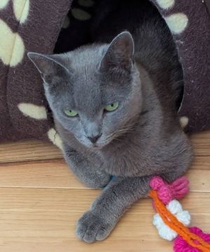Mellow Miss Millie Russian Blue Cat