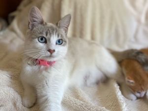 Duchess Siamese Cat