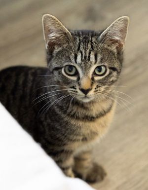 Kittens born March 3 2025 Beautiful Dot is Miss Personality Plus A fan favorite she has always be
