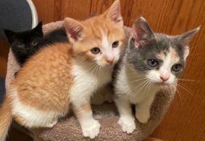 Cute Cuddly and Ready to Steal Your Heart These three little bundles of fur ar