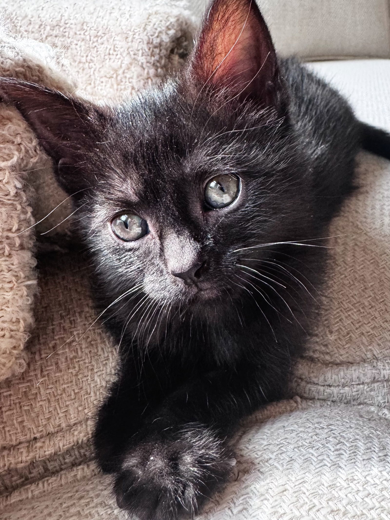 Jade (foster kitten)