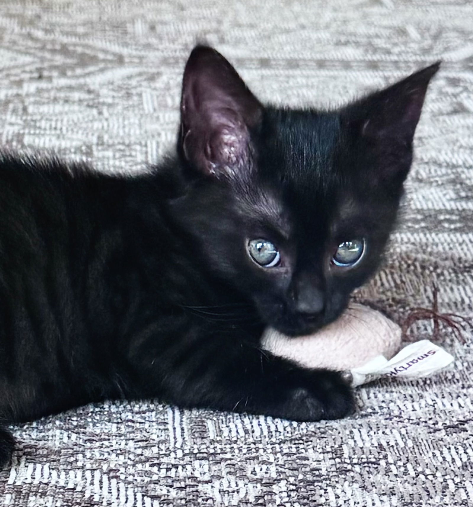 Jade (foster kitten)