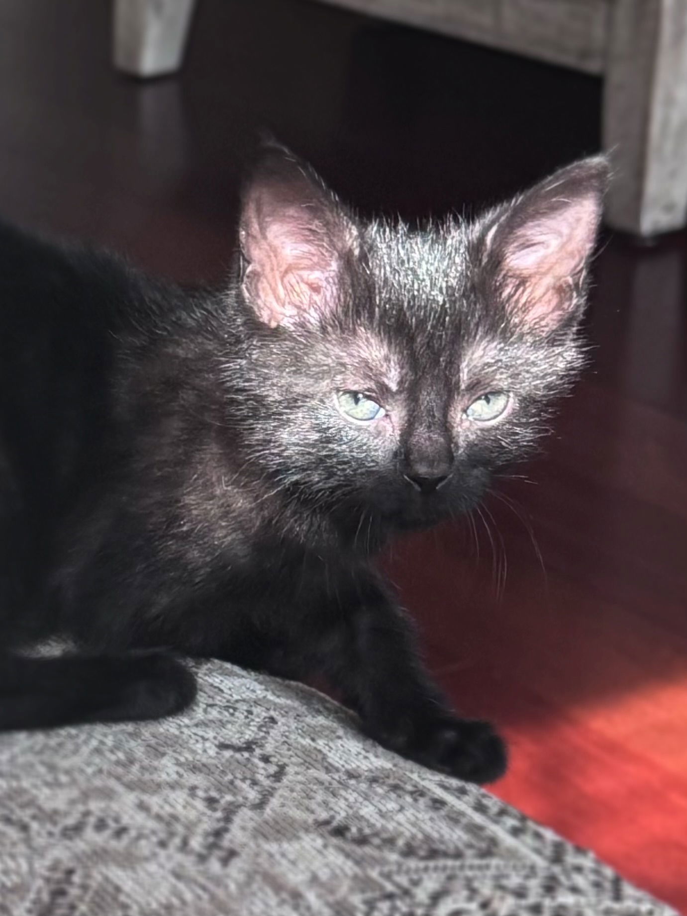 Jade (foster kitten)