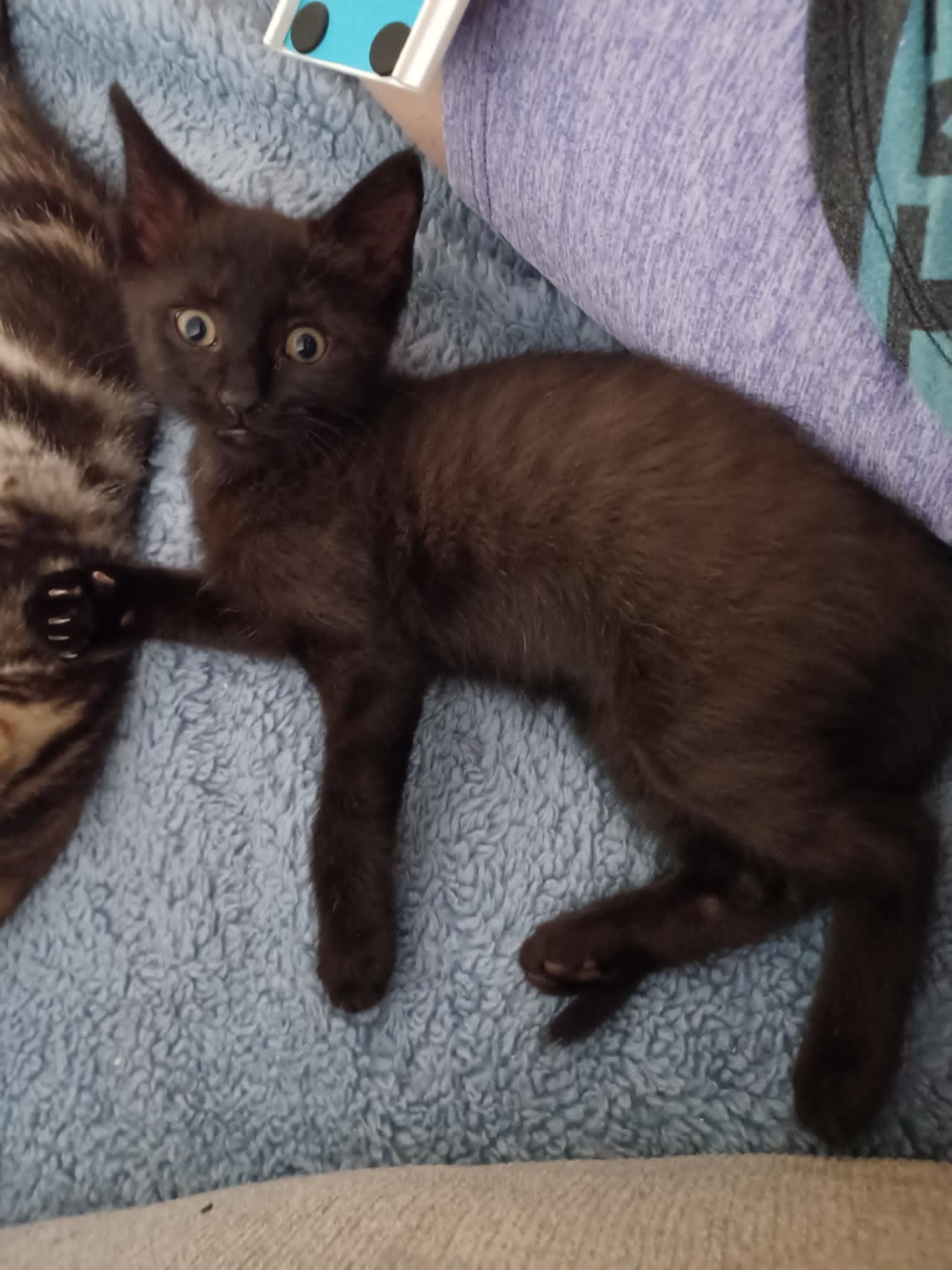 Reba (foster kitten)