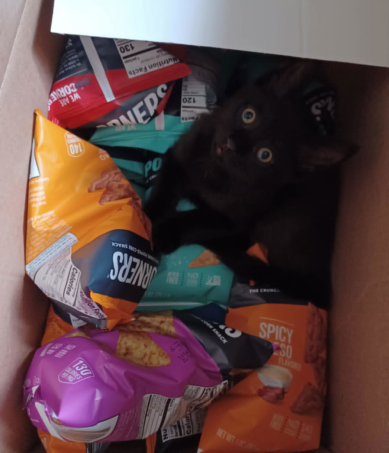 Reba (foster kitten)