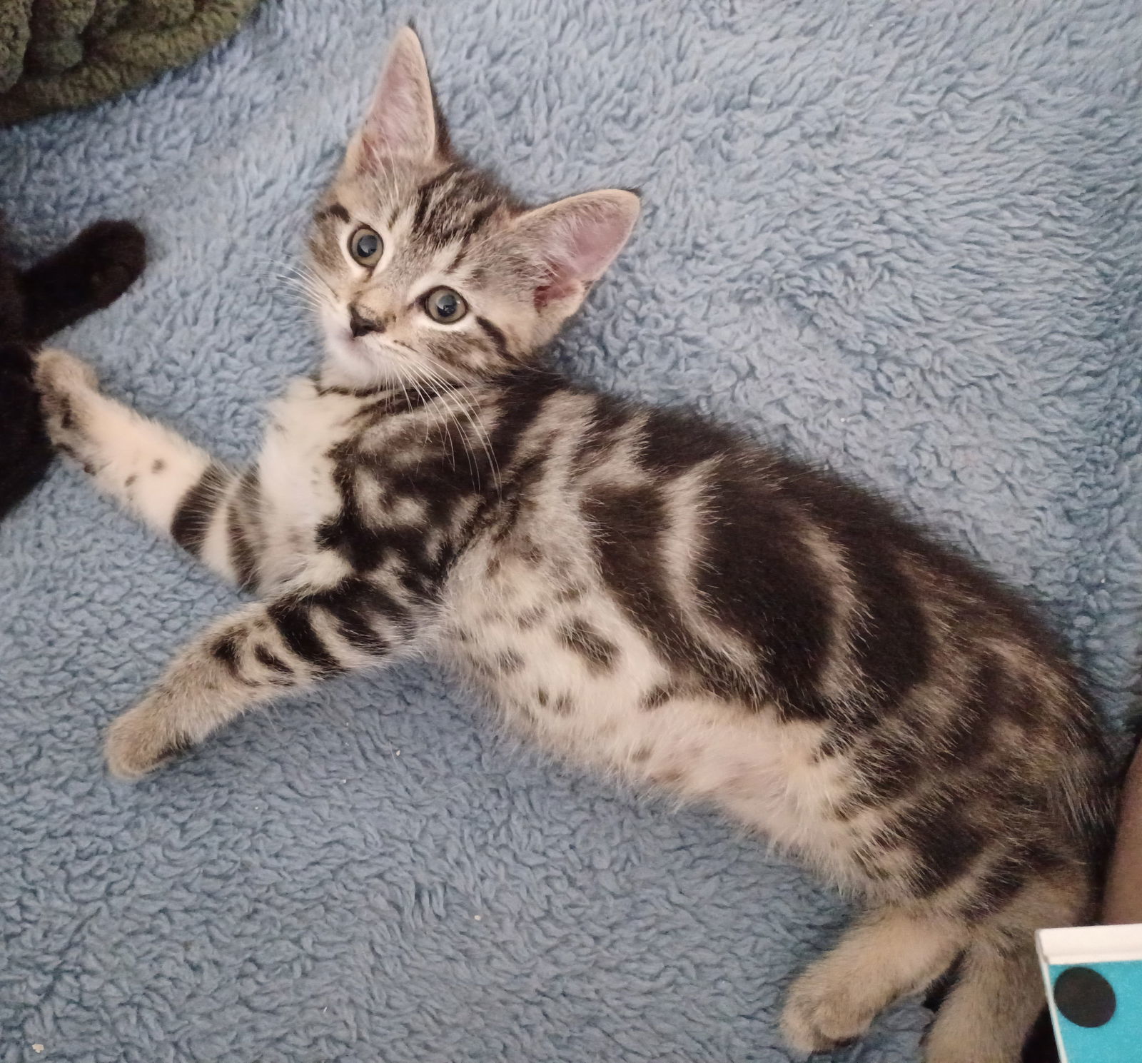 Ranger (foster kitten)