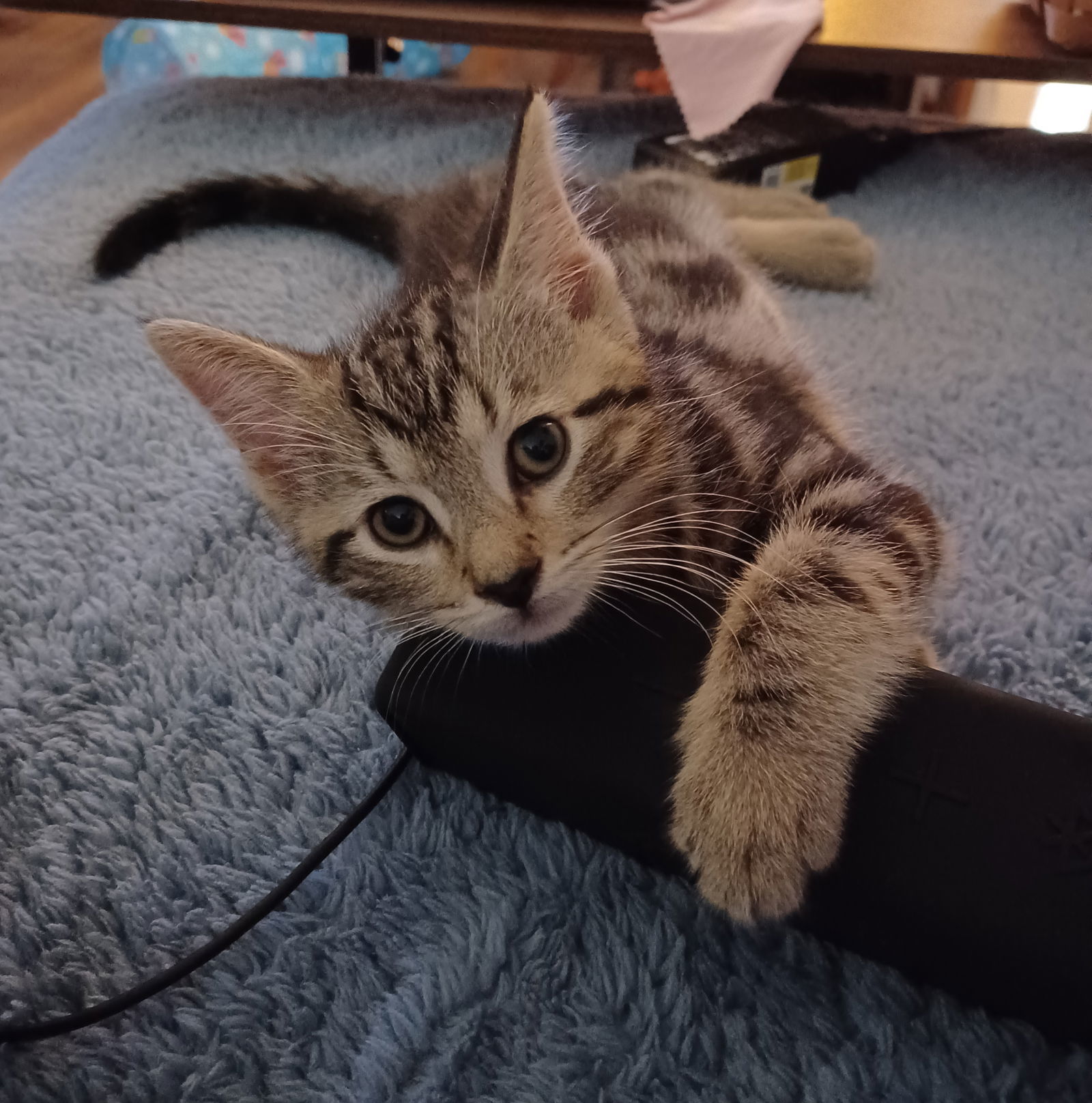 Ranger (foster kitten)