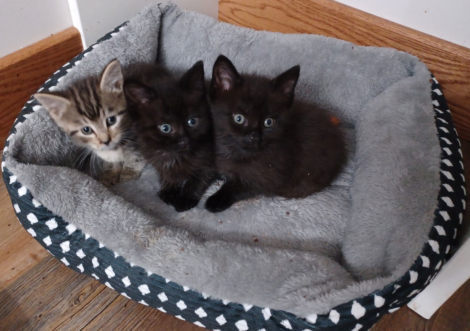 Ranger (foster kitten)