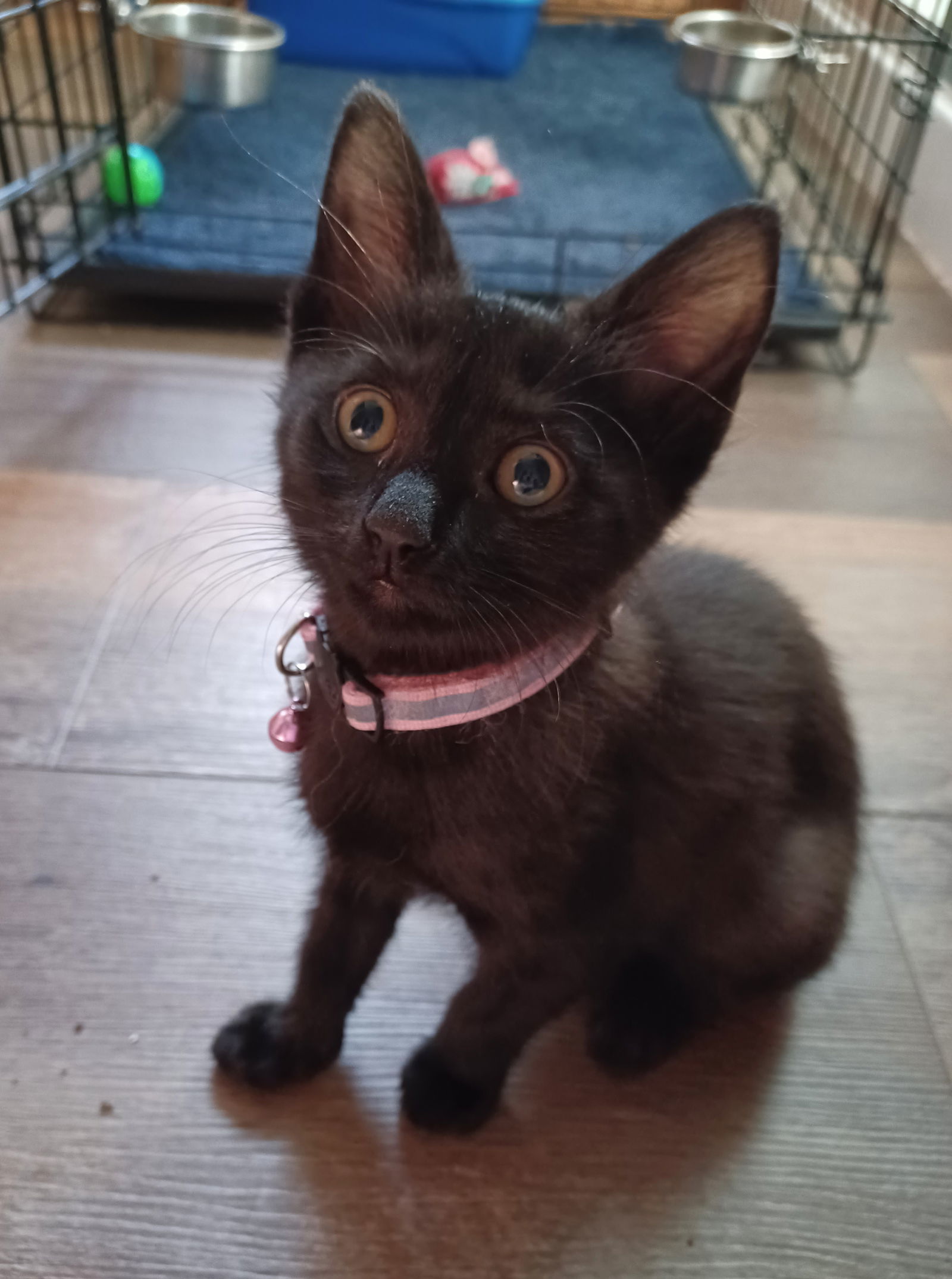 Robin (foster kitten)