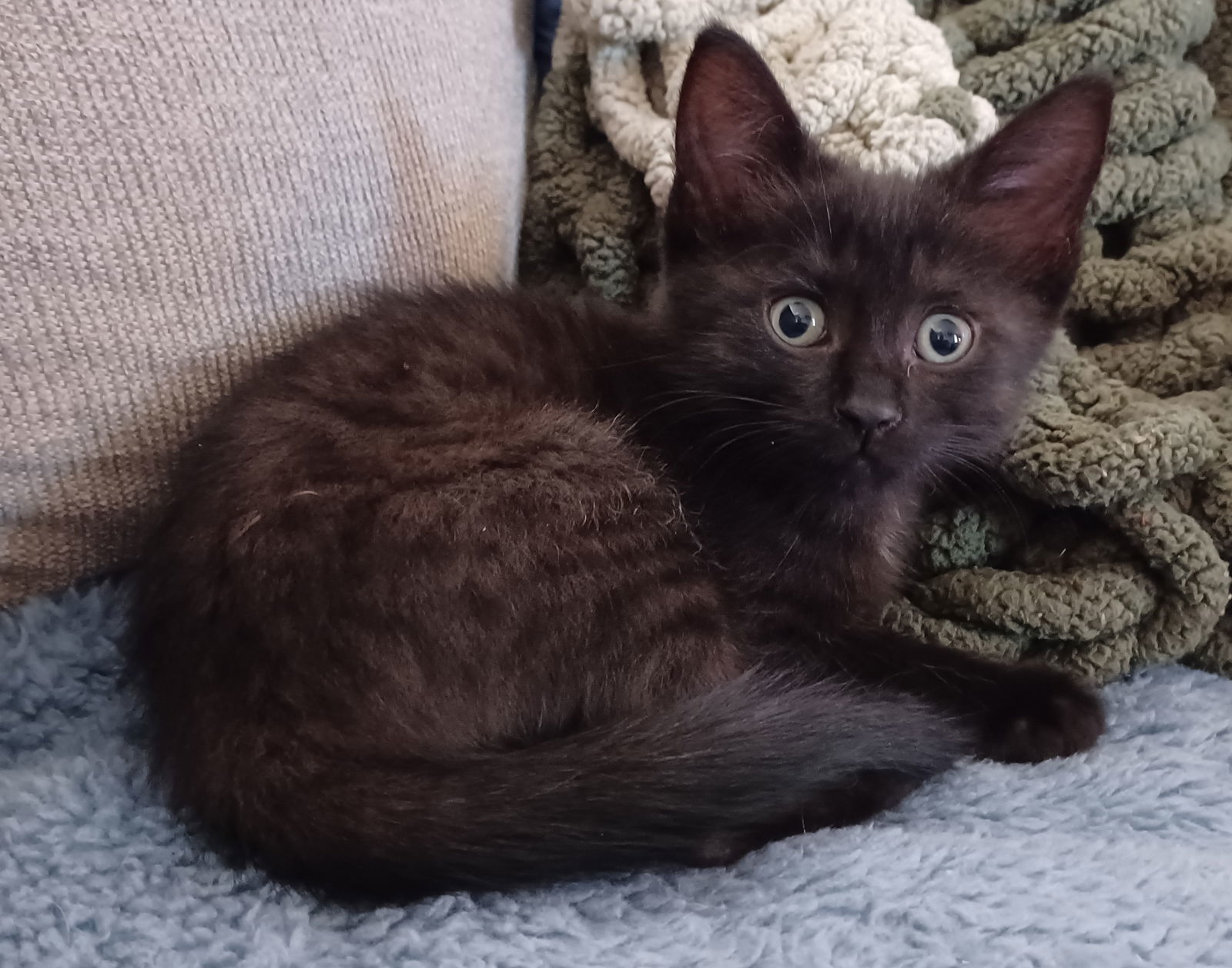 Robin (foster kitten)