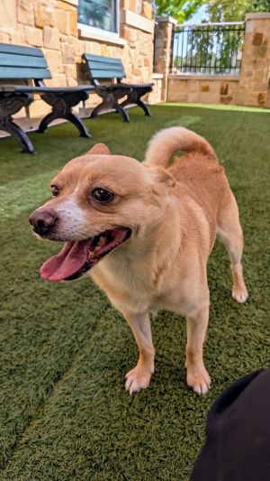 Spike Chihuahua Dog