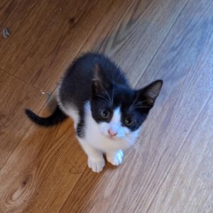 Orca Ainsley-HA Domestic Short Hair Cat