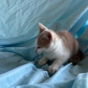 Chicken Ridge-AD Domestic Short Hair Cat