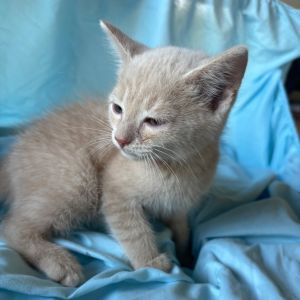 Toulouse Ridge-AD Domestic Short Hair Cat