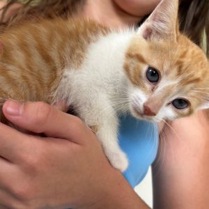 ScatCat ridge-AD Domestic Short Hair Cat