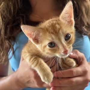 Thomas Ridge-AD Domestic Short Hair Cat