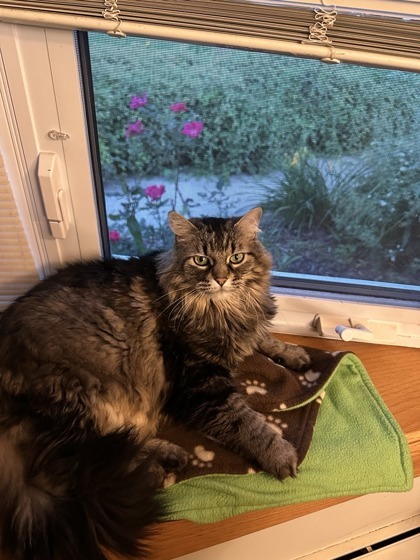 Gracie