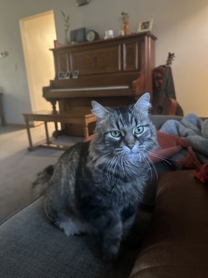 Gracie