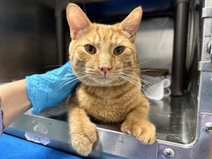 Orange Soda, Adult Male Domestic Short Hair