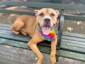 Steve Mixed Breed Dog
