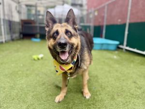 This pet needs emergency placement Please click here to go to our emergency placement page for more