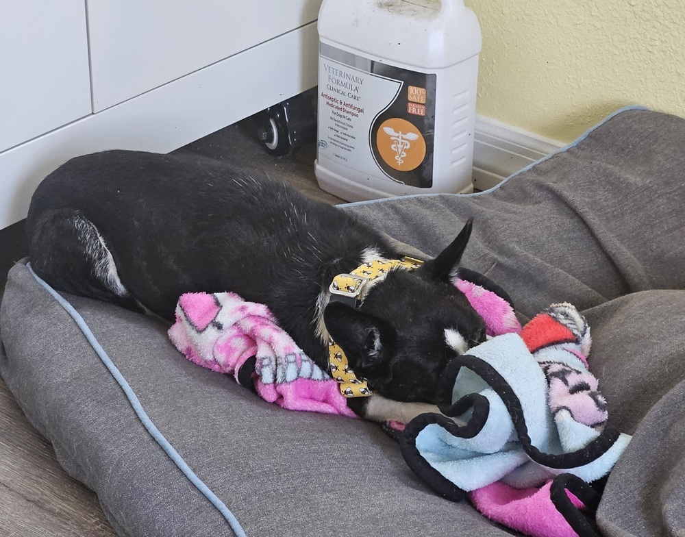 Gordita