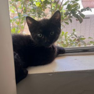 Meet Lucky - Your Laid-Back Companion Coloring Sleek all-black beauty Good with Kids Cats Dogs Su