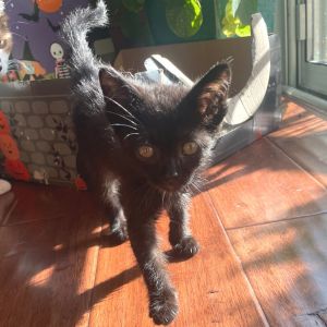 Small void-shaped minion seeking evil mastermind This soot sprite is quite the 
