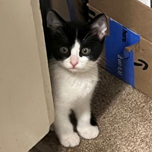 PJ Domestic Short Hair Cat