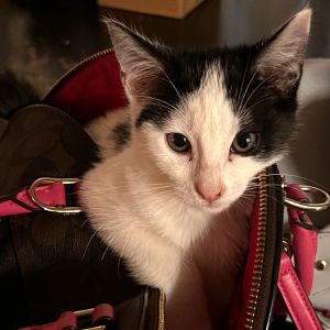 Meet Chatty Cathy Say hello to Chatty Cathy the adorable black and white kitten with bold cow-like