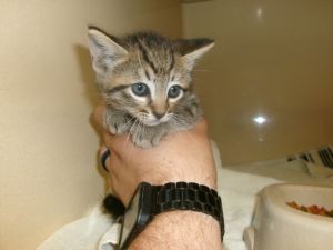 84004, Baby Male Domestic Short Hair