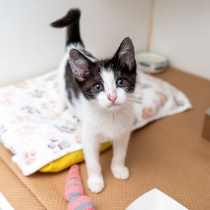 Babybel Domestic Short Hair Cat