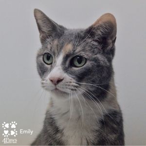 Emily DCStray, Adult Female unknown