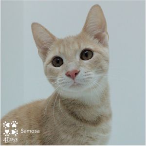 Samosa McKenzie, Baby Female unknown