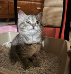 Chili Pepper, Baby Male Domestic Short Hair