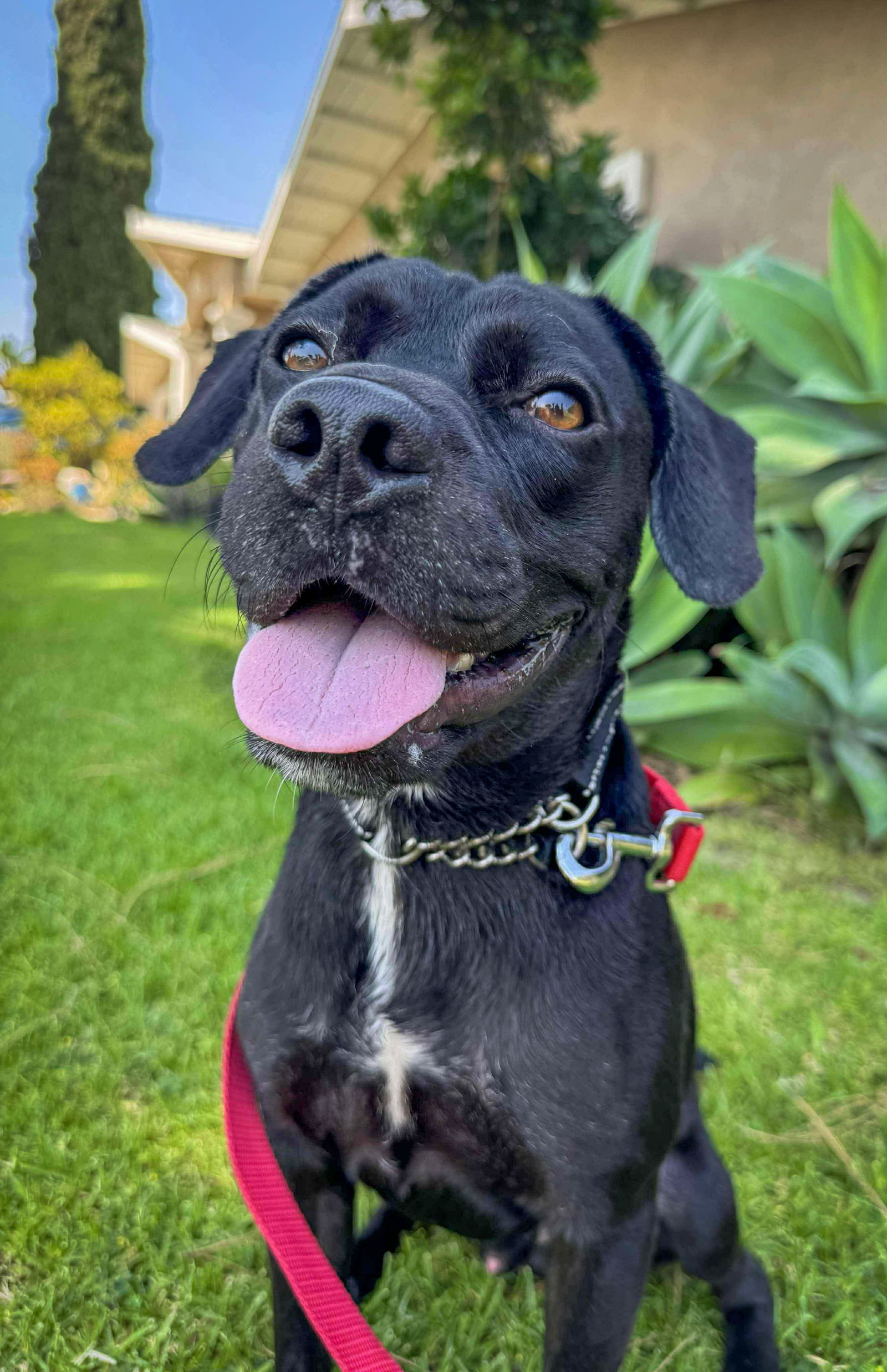 Roscoe