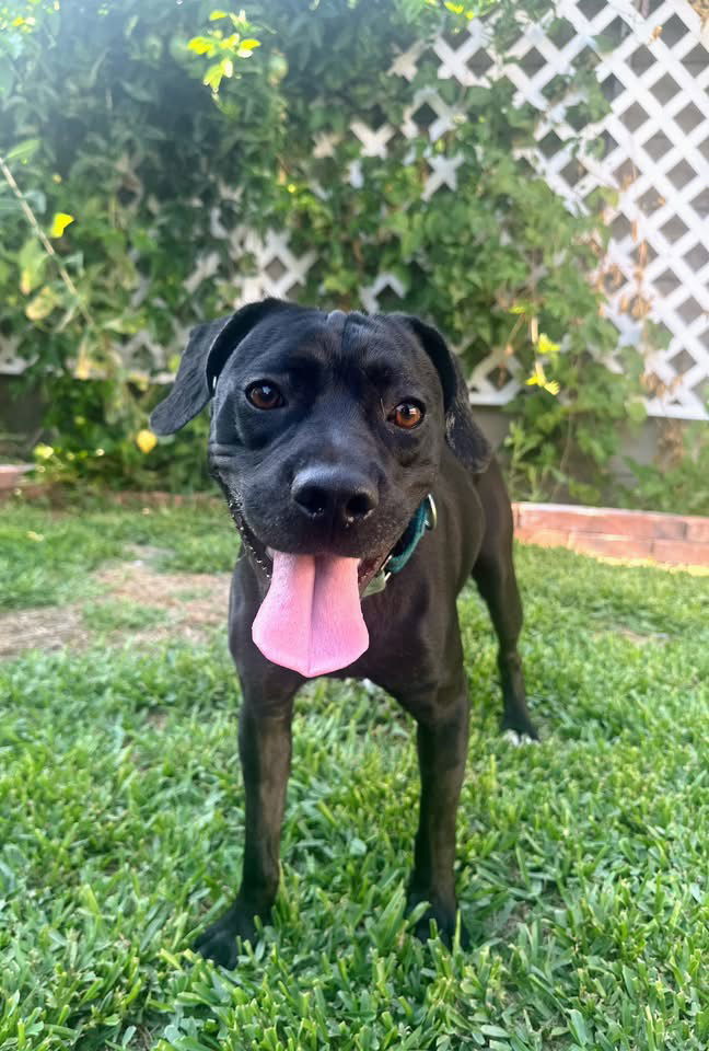Roscoe