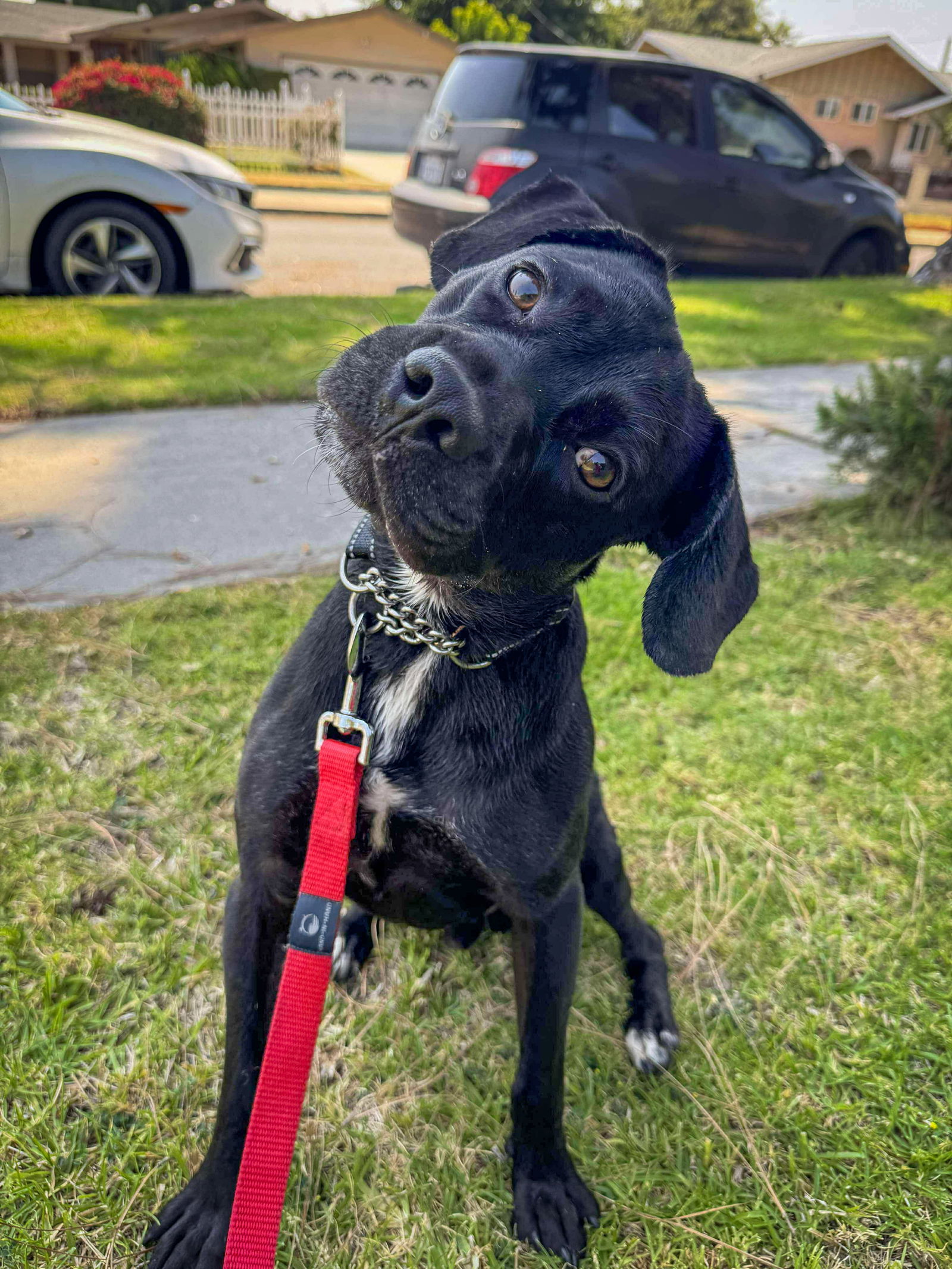Roscoe