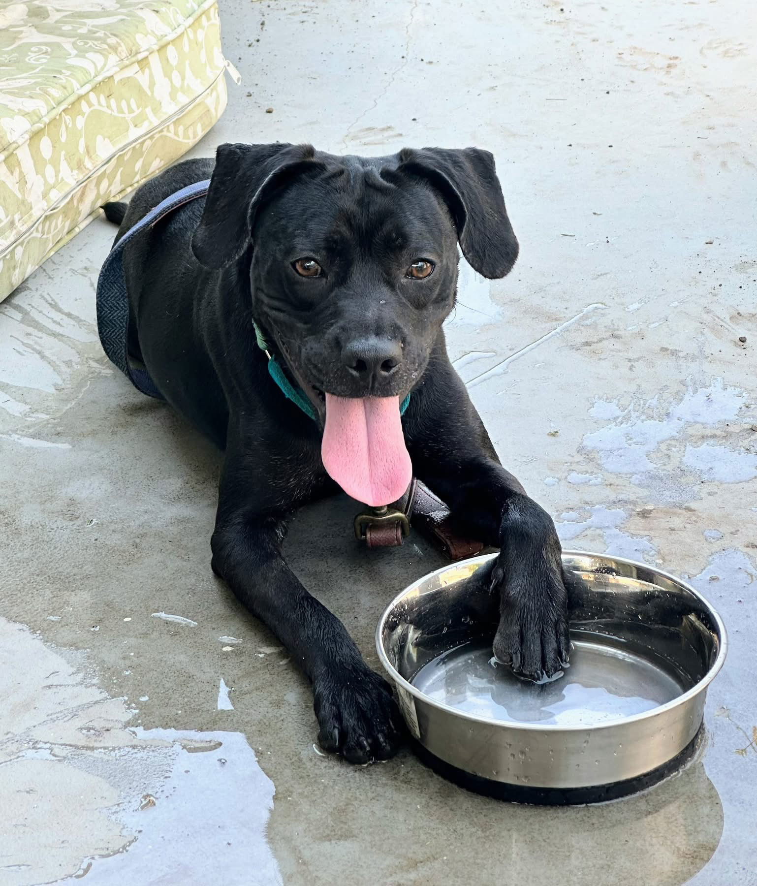 Roscoe