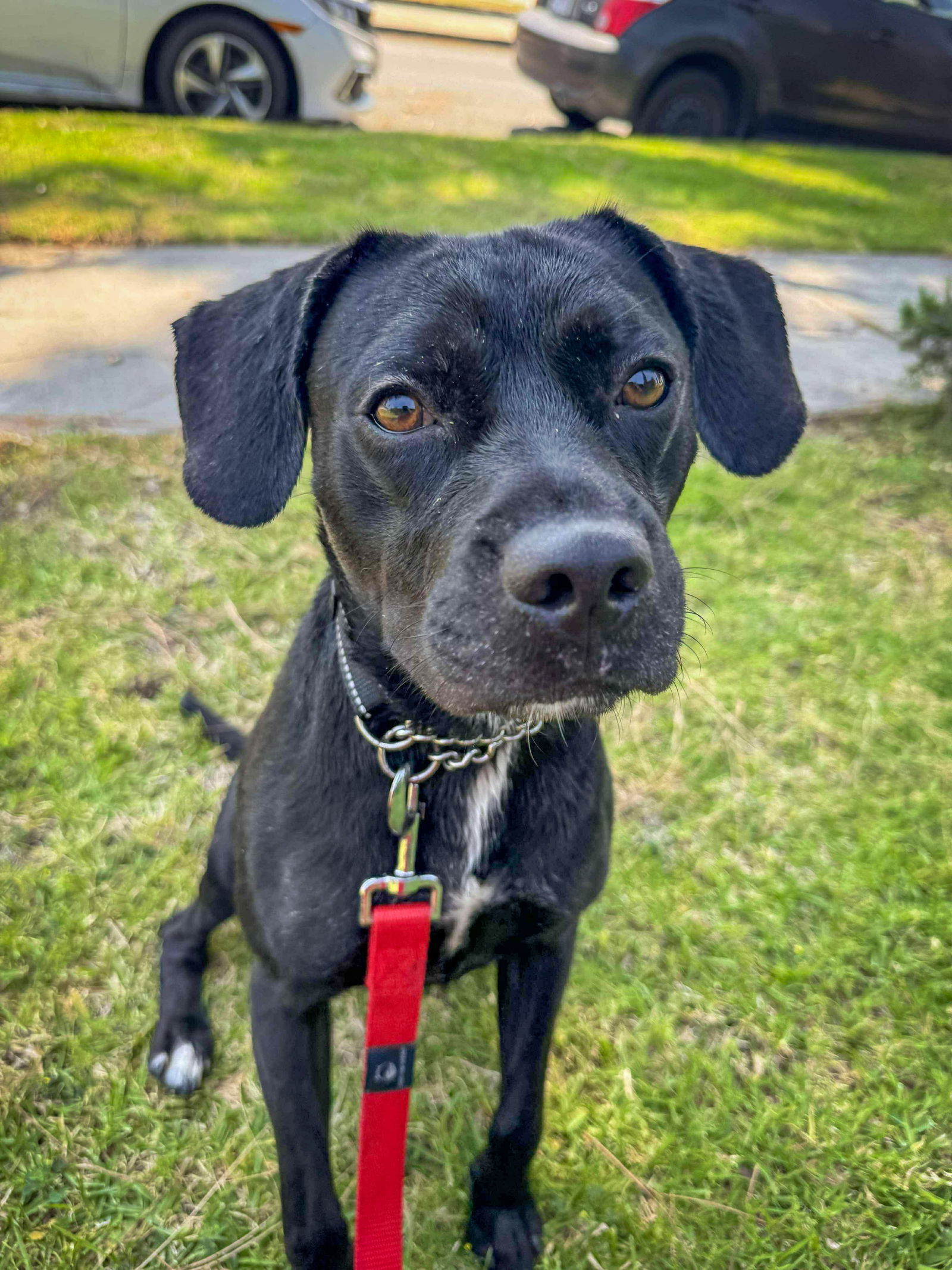 Roscoe