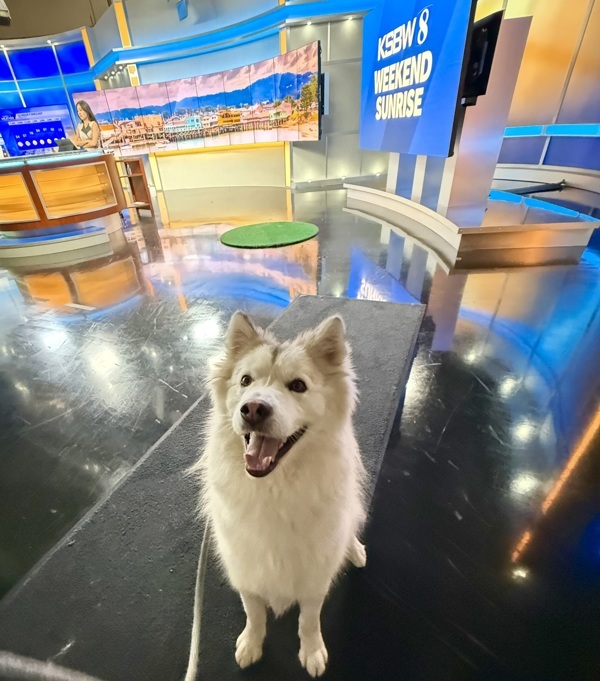 Lobo photo 1