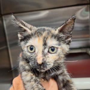 Milkshake, Baby Female Domestic Short Hair