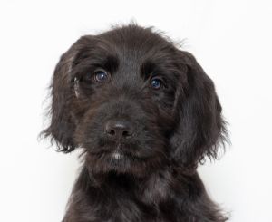 Primary Color Black Secondary Color White Weight 191lbs Age 0yrs 3mths 1wks