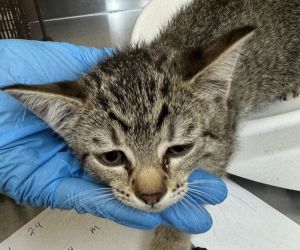 Cinnamon Domestic Short Hair Cat