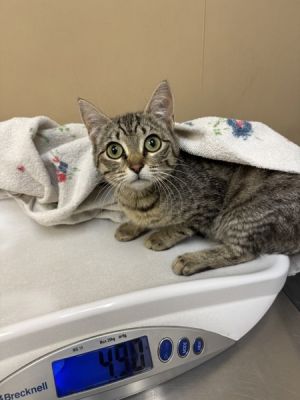 Tulip Domestic Short Hair Cat