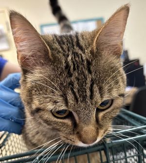 Celeborn, Adult Male Domestic Short Hair